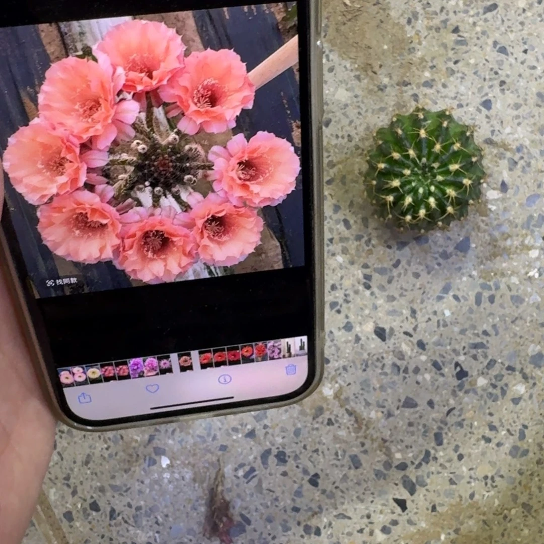 338彩草睡美人歪无根侧牙4公分左右，20包邮