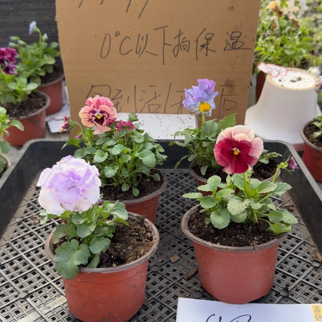 大部分花苞少量开放98