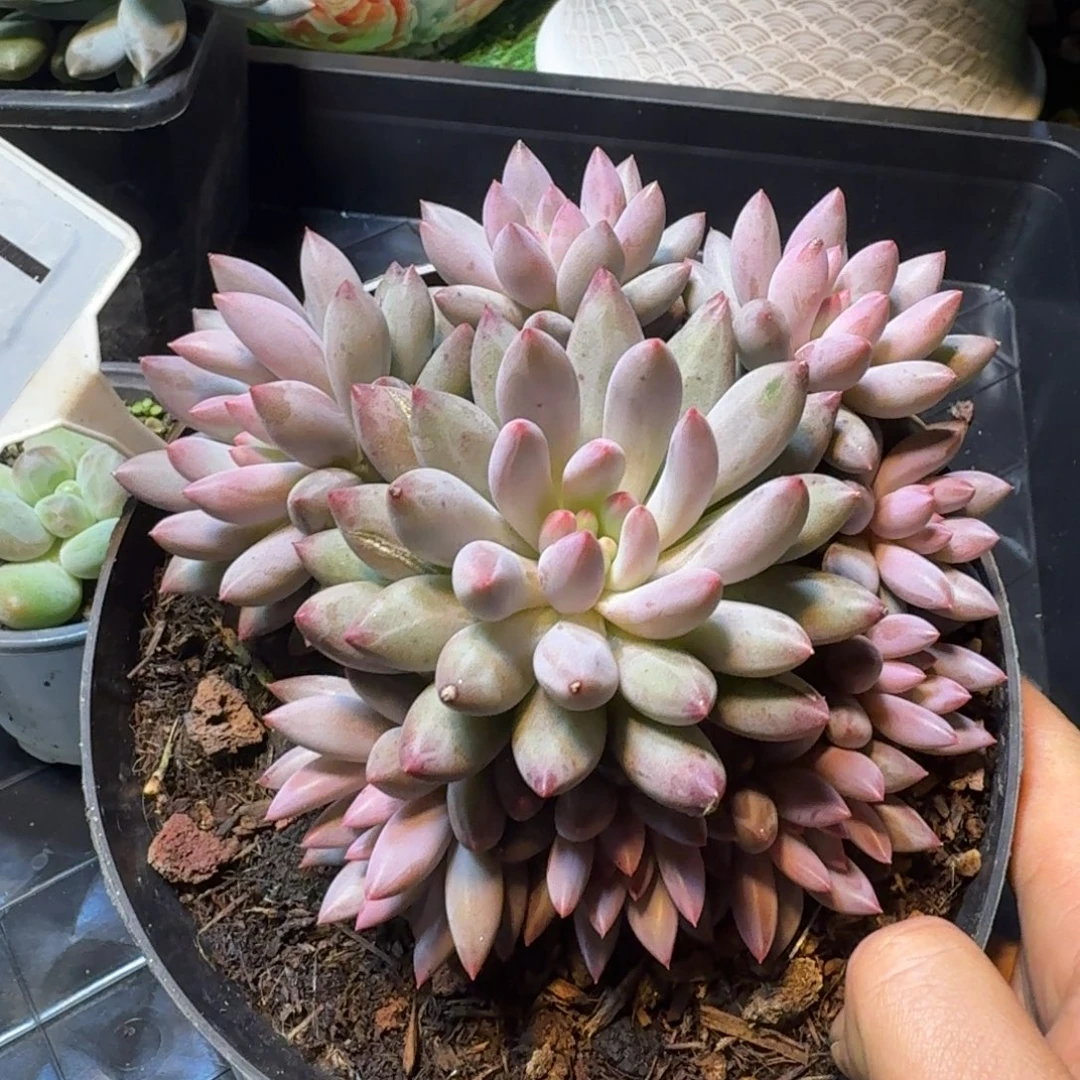 多肉植物胖体虞美人671