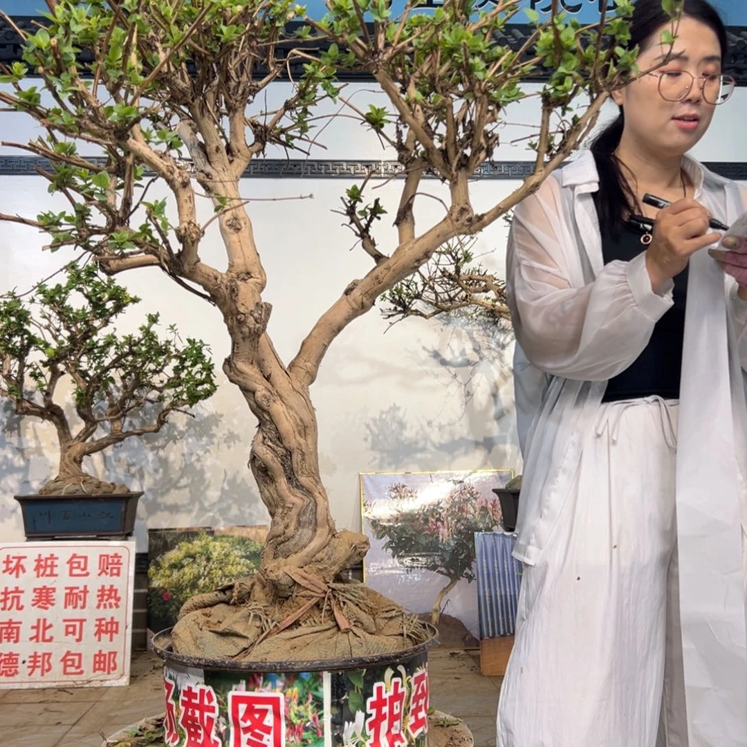 无花朵金银花888888