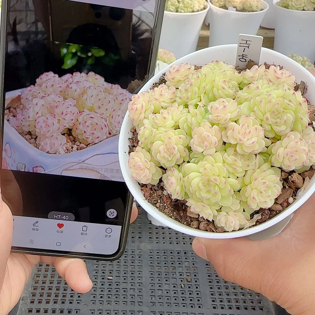 L***L1115-68（ht-40）优选