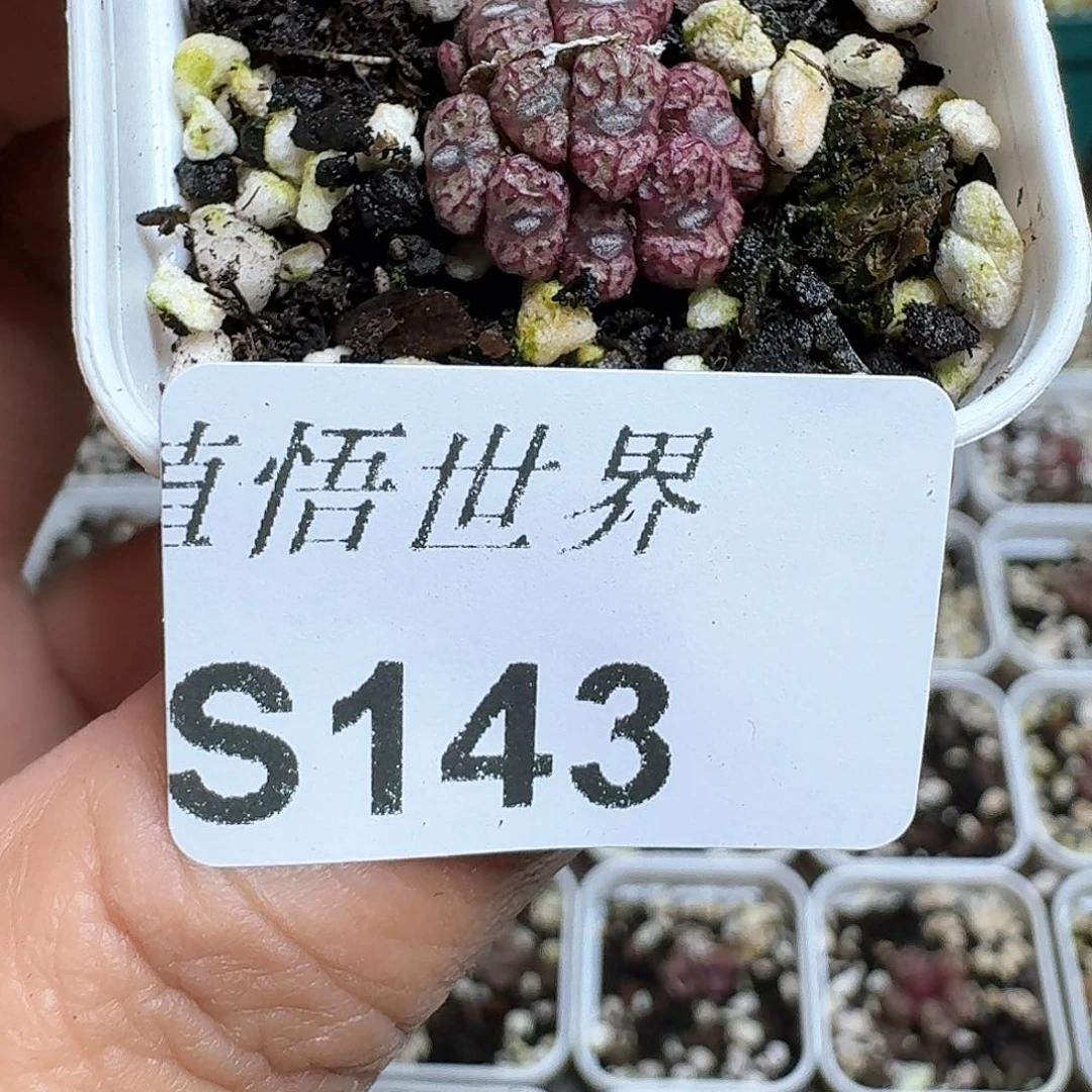 143号多肉植物哇dg j