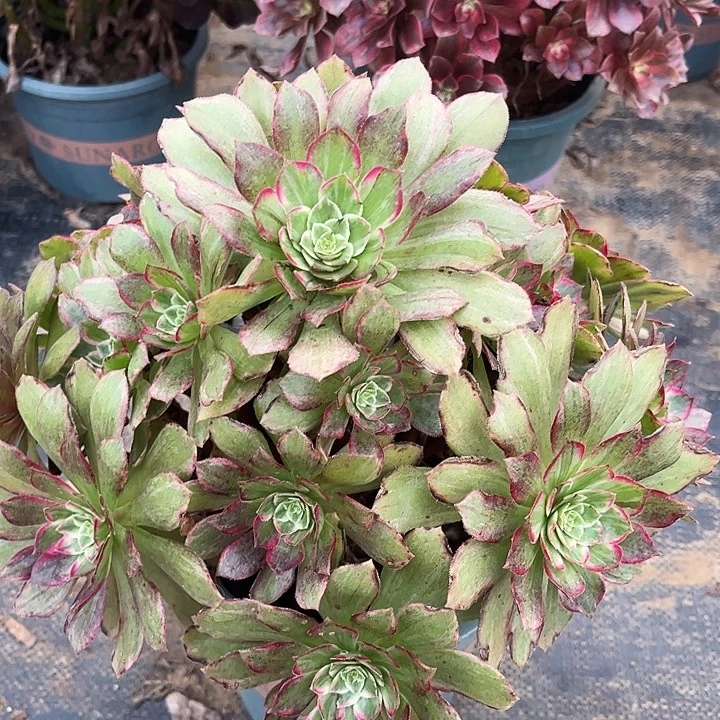 桃花石多肉植物法师11号