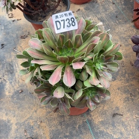 738女巫中班不包断枝