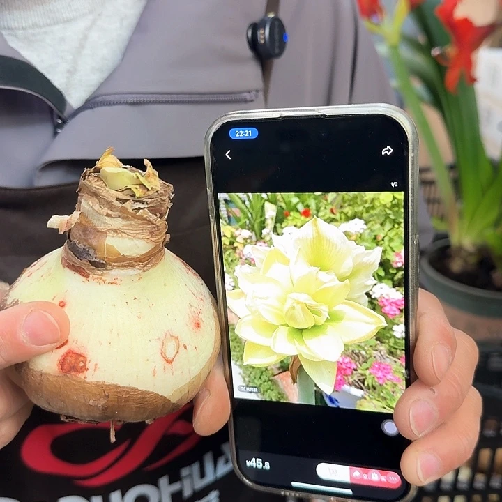 玛丽琳直径7.5-8厘米，残次