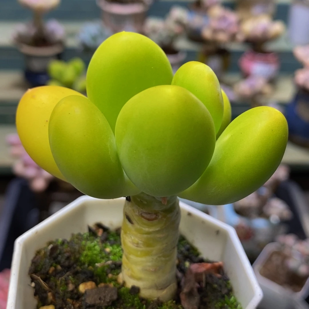 719 芒果奶金蟾6 厘米