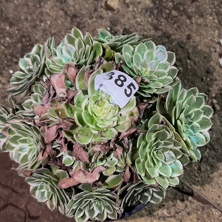 384玉芙蓉多肉植物不售后