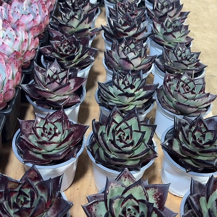 精品大黑魔王乌木多肉植物