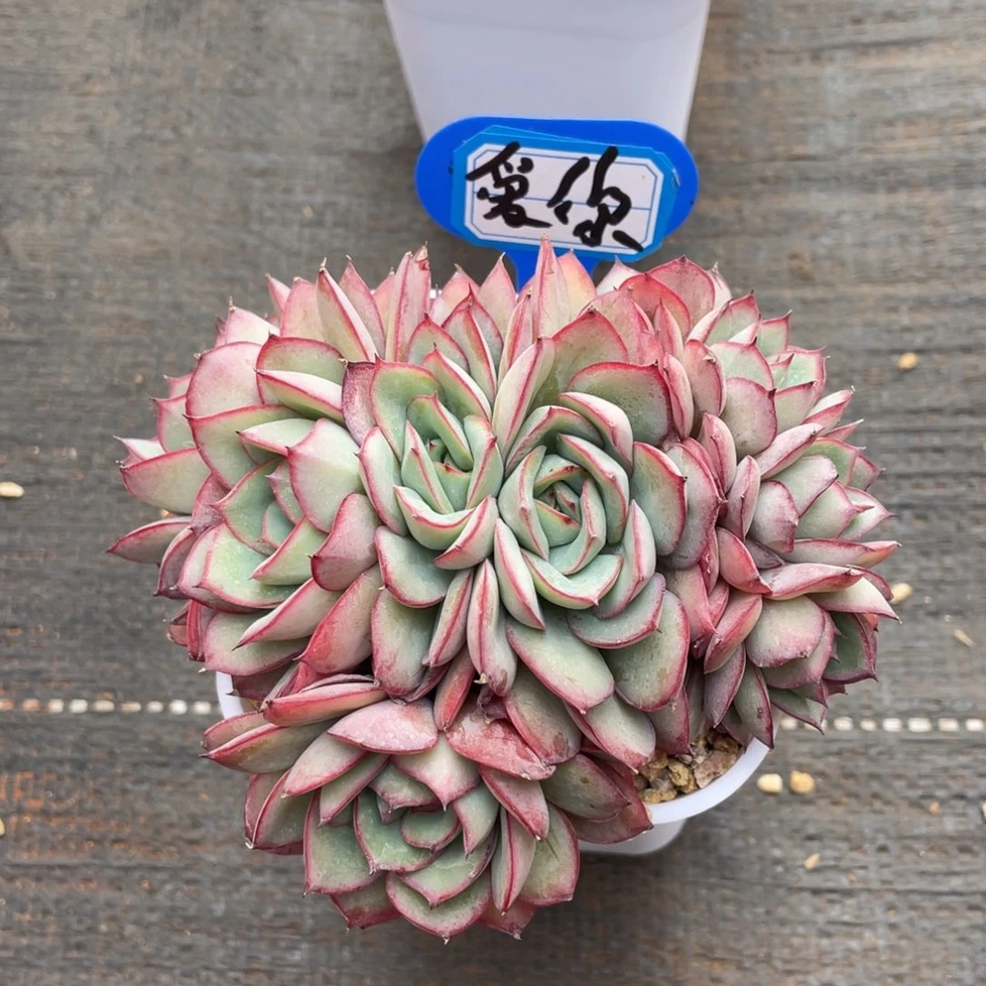 爱***?多肉植物357852159