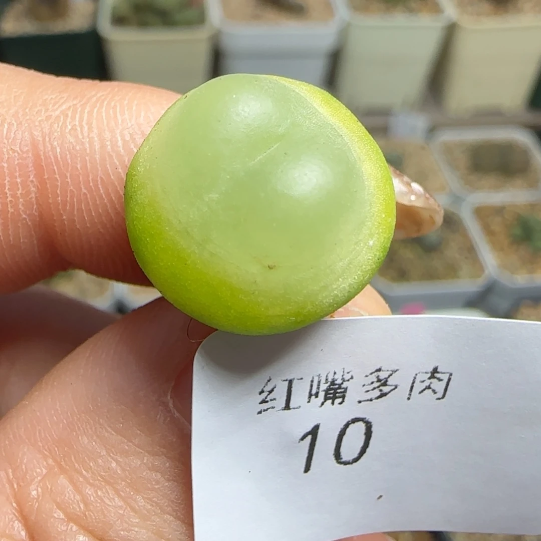 多肉植物拉登一颗10号
