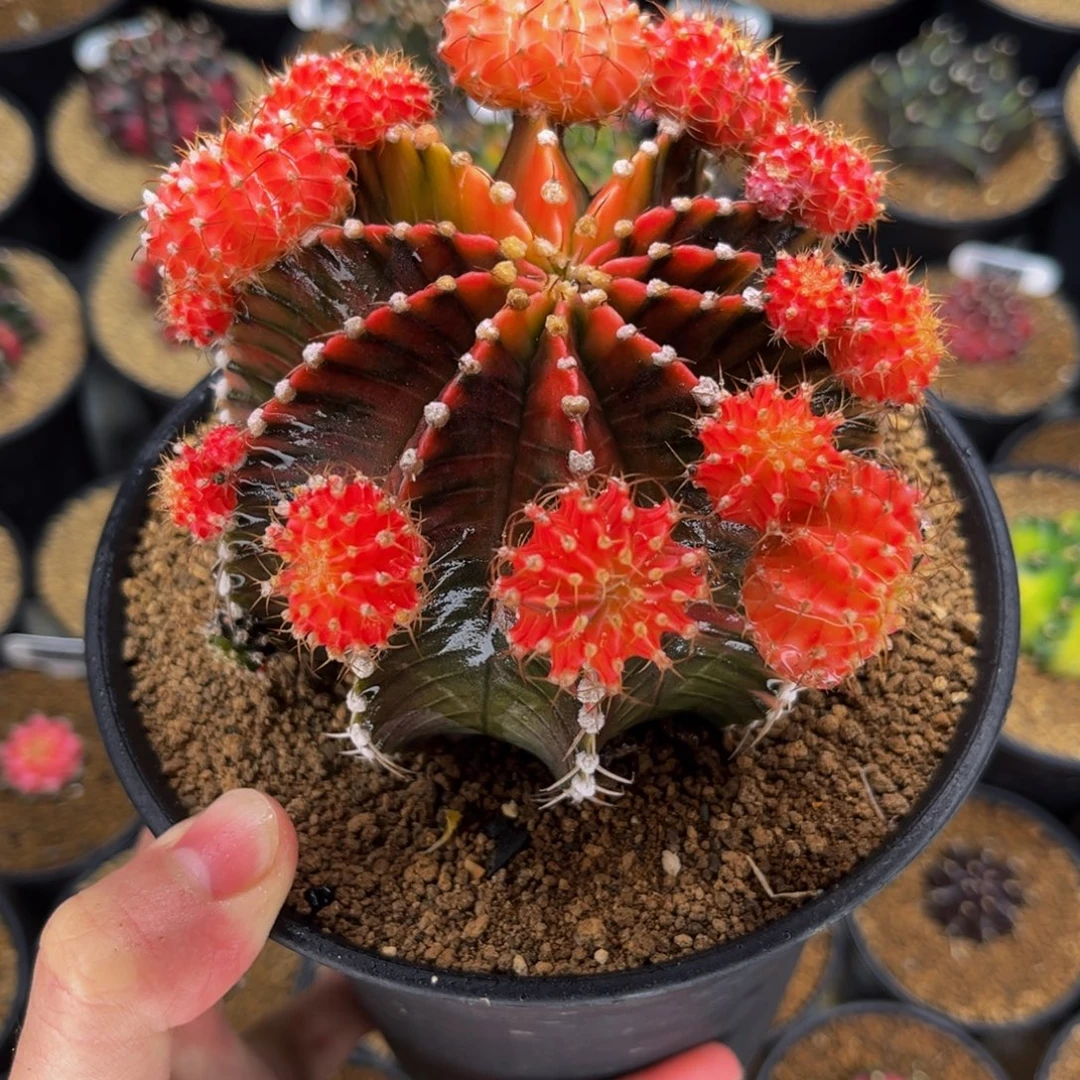 肋骨锦大母本 漏价 米哈仙人球