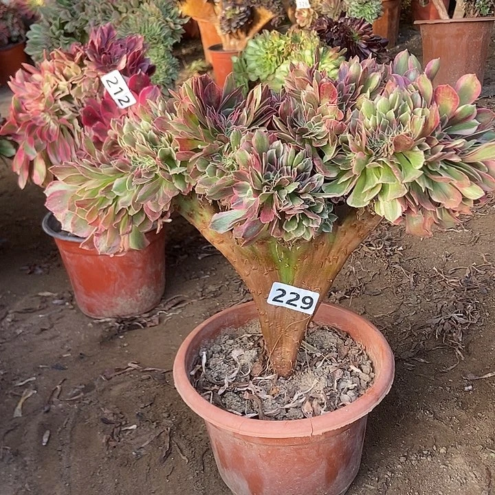 229粉女妖缀化老板子法师