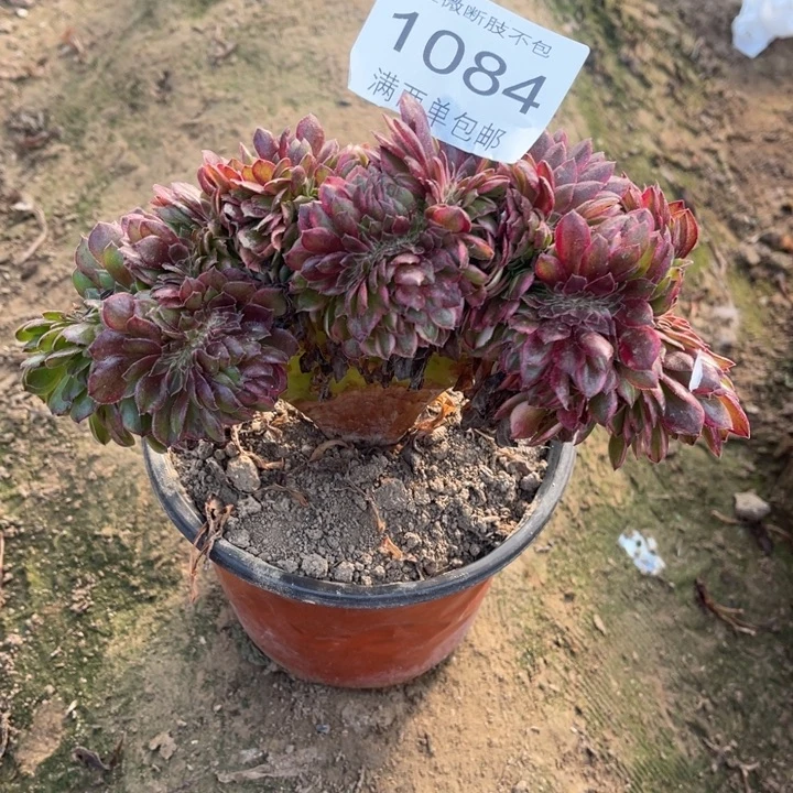 1084荔枝缀的的的的