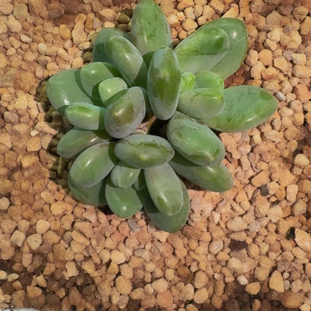 X系列 美人新品 一物一拍