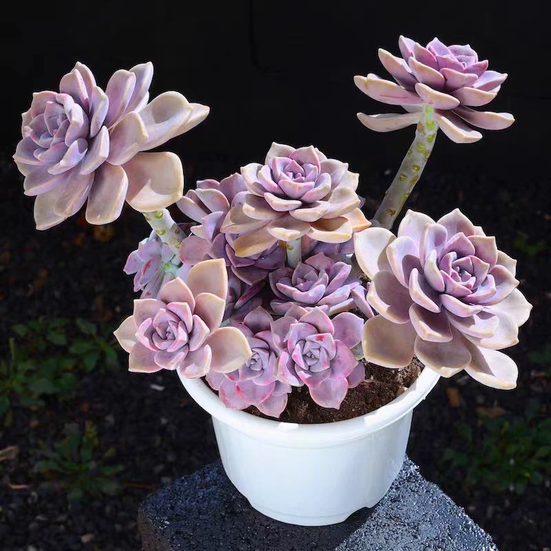 1盆3年盆栽老桩紫乐，冠幅30厘米以上花头10个以上