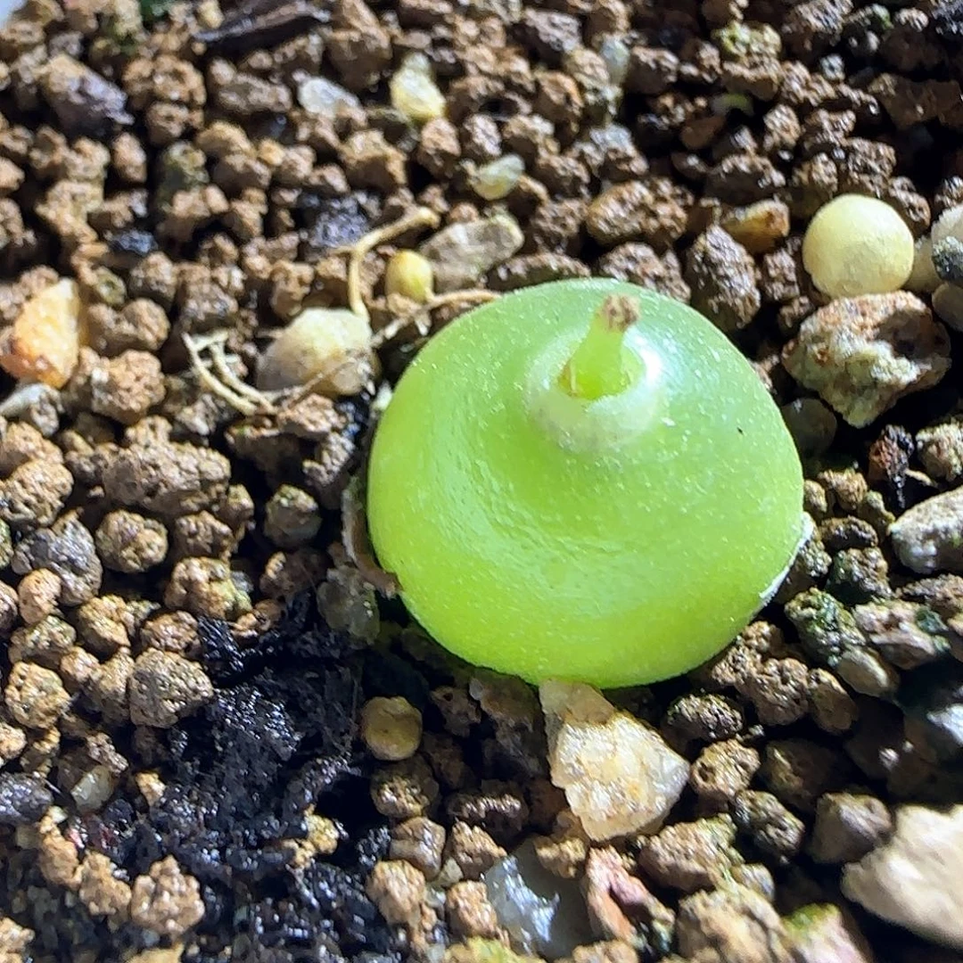 哈默灯泡.1.3厘米。    52150