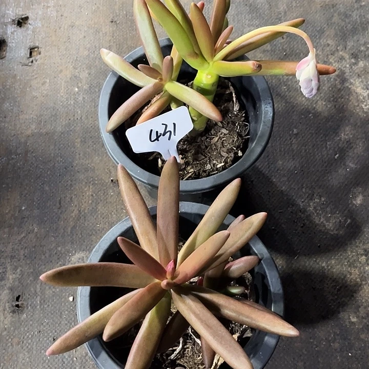 醒***醒00000000000000000431