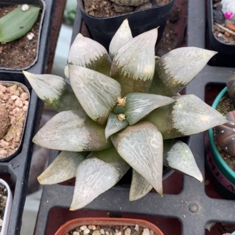 大玉露寿11仙人球