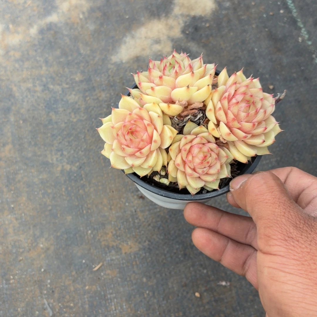 静***水你就在家里吃好吧亲爱