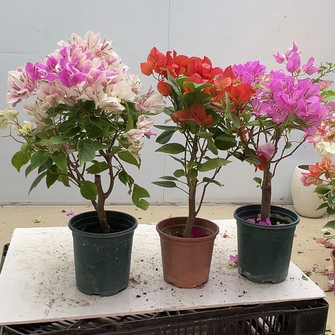 大部分花苞少量开放章红英，夕阳红，广红英组合
