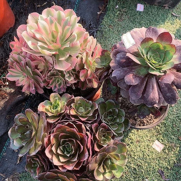 303三颗多肉植物