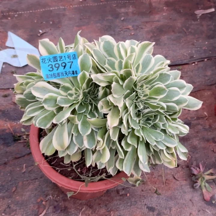 绿豆沙缀3997多肉植物