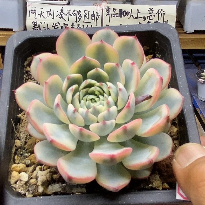 17252 姬莲锦多肉