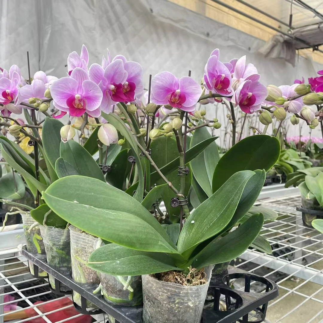 【宝贝3.0寸精品蝴蝶兰】室内高端花卉基地直发