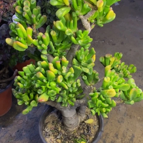 吸财树多肉植物5440