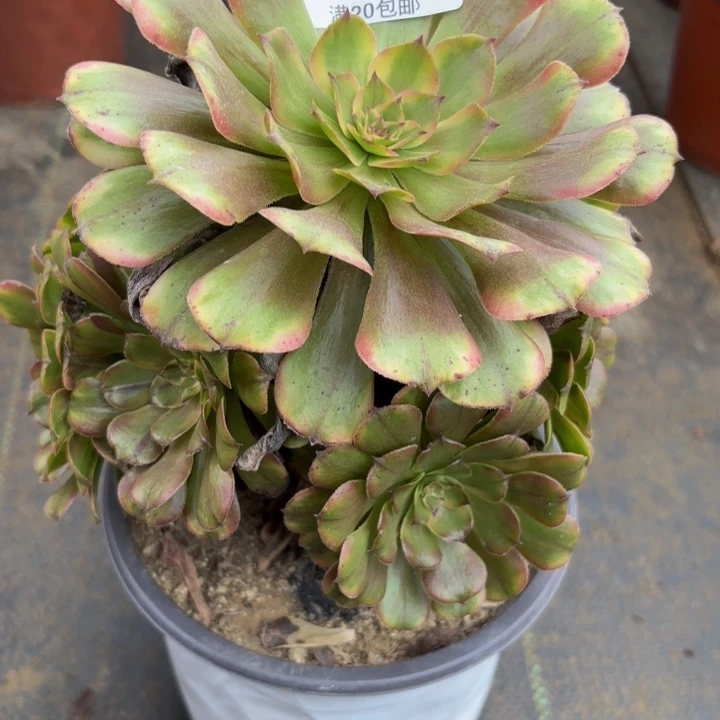 瑞妈多肉植物758.