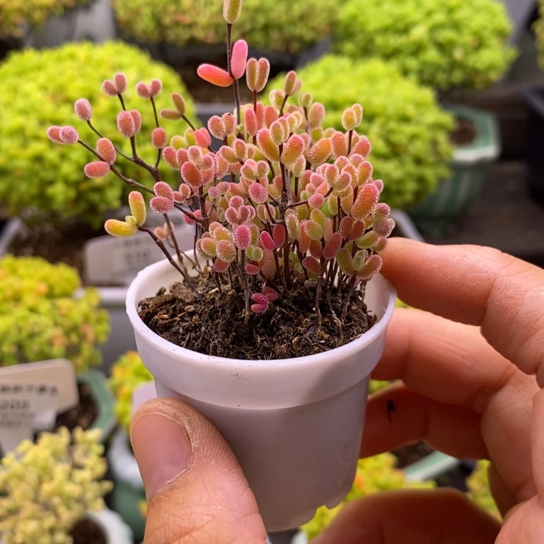 旺***星200糖球切糕。