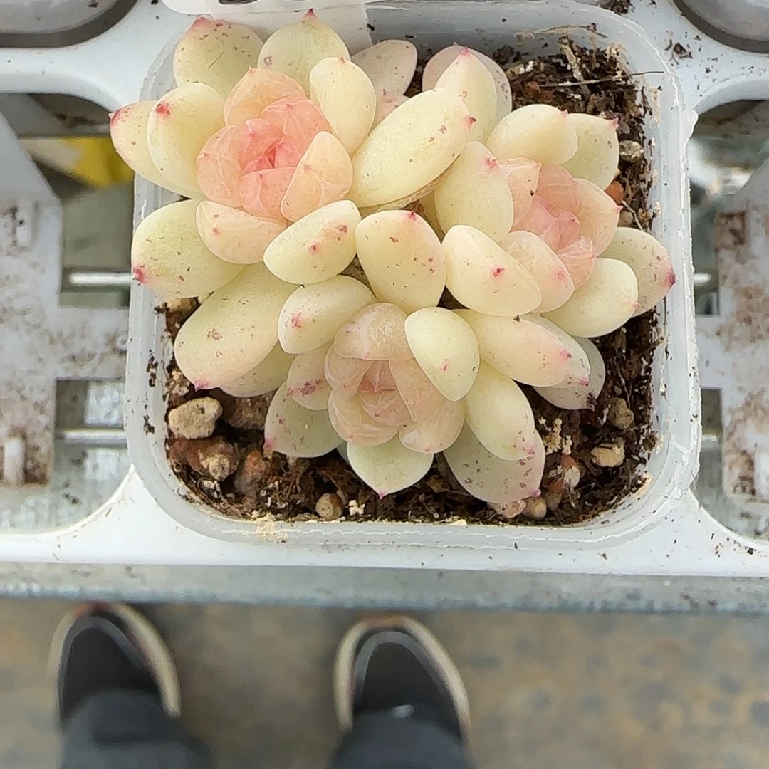 A***子50福利甜心竹马三头群生