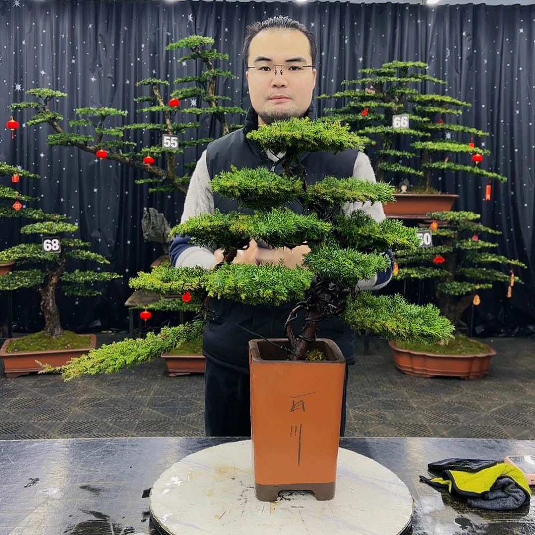 松树柏树造型盆景