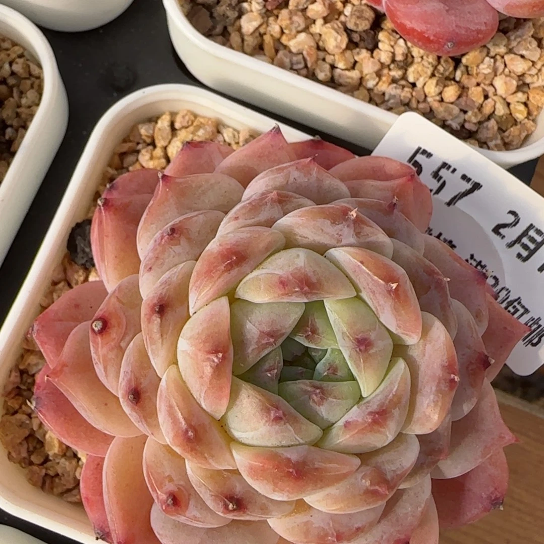 花语逸镜0213-557