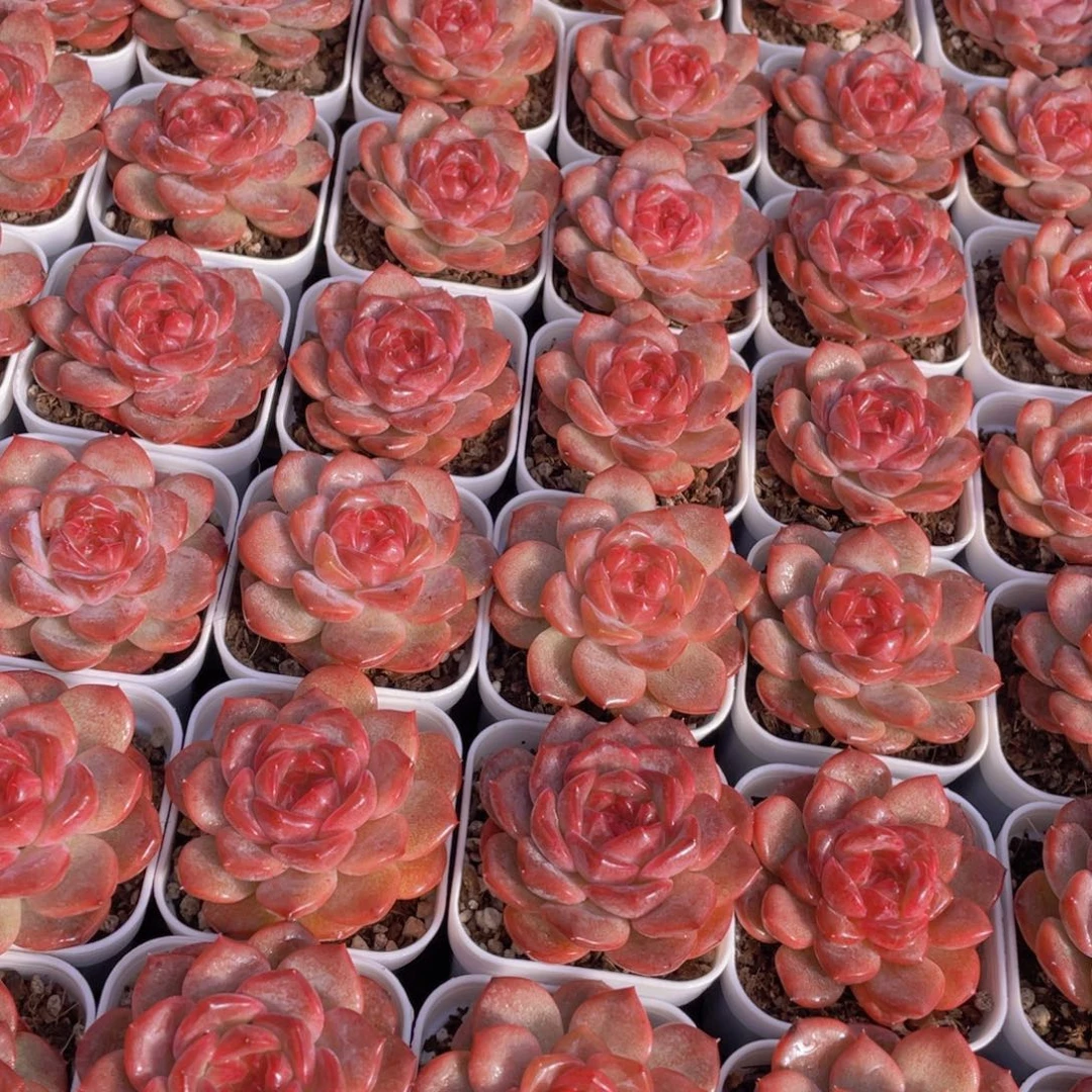 量拍76号 珍妮琥珀单头2个