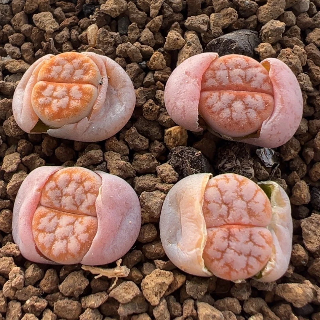 129多肉植物百科植物