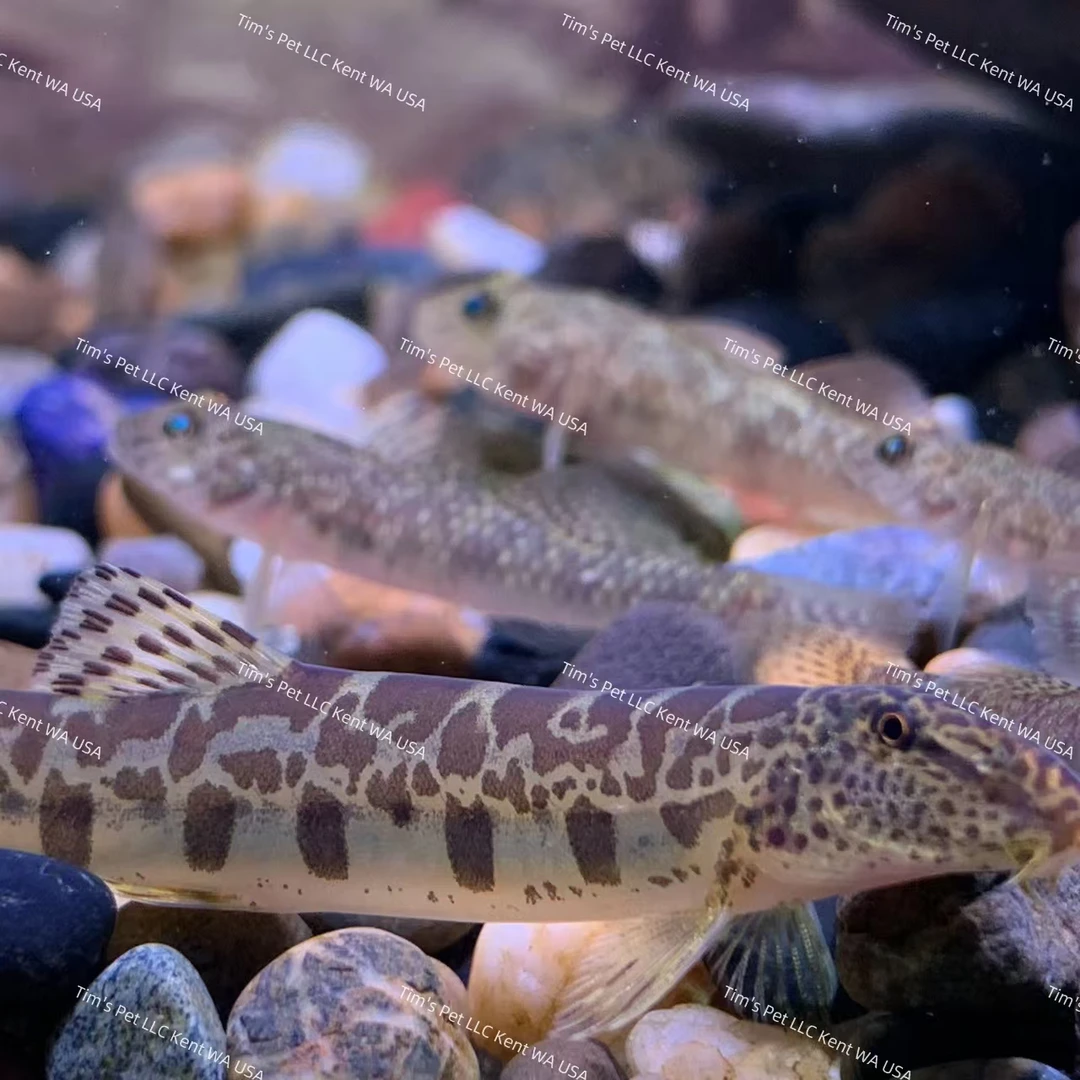 中华花鳅 吃垃圾的工具鱼