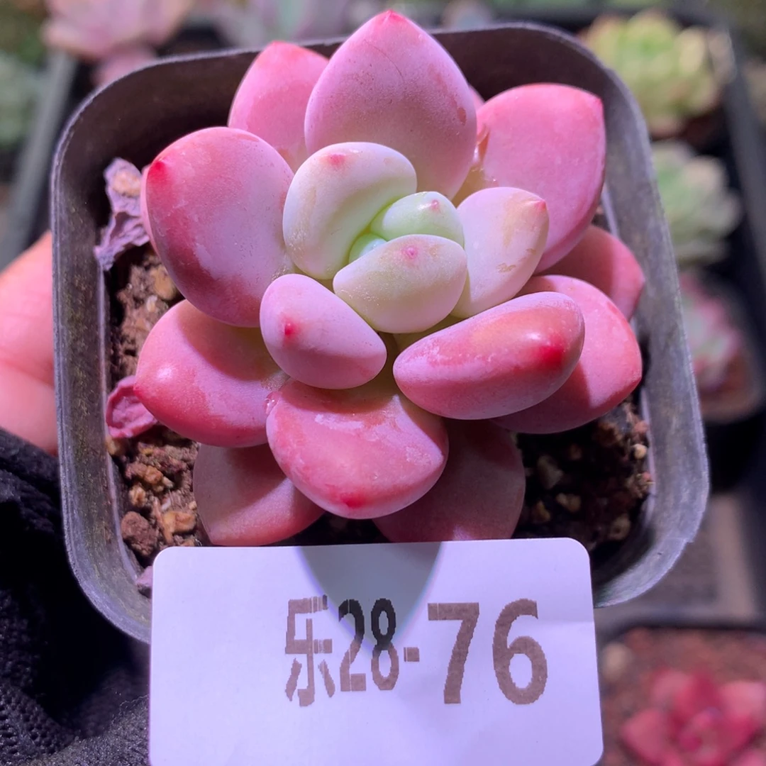 乐然28-76 洛神单头