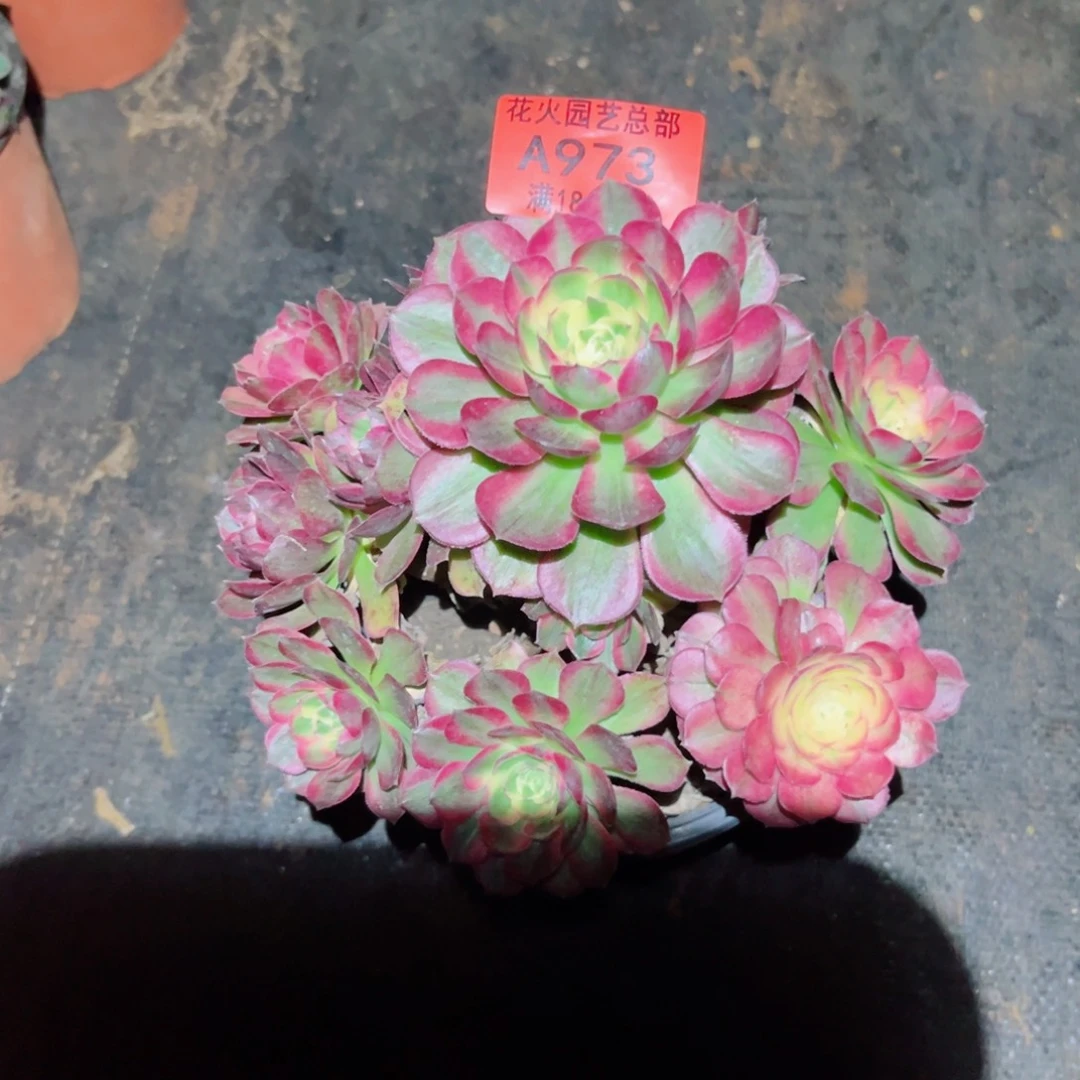 海王973多肉植物