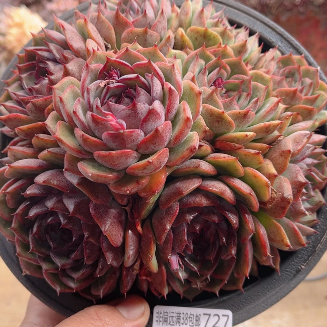 727蓝色妖姬德华多肉