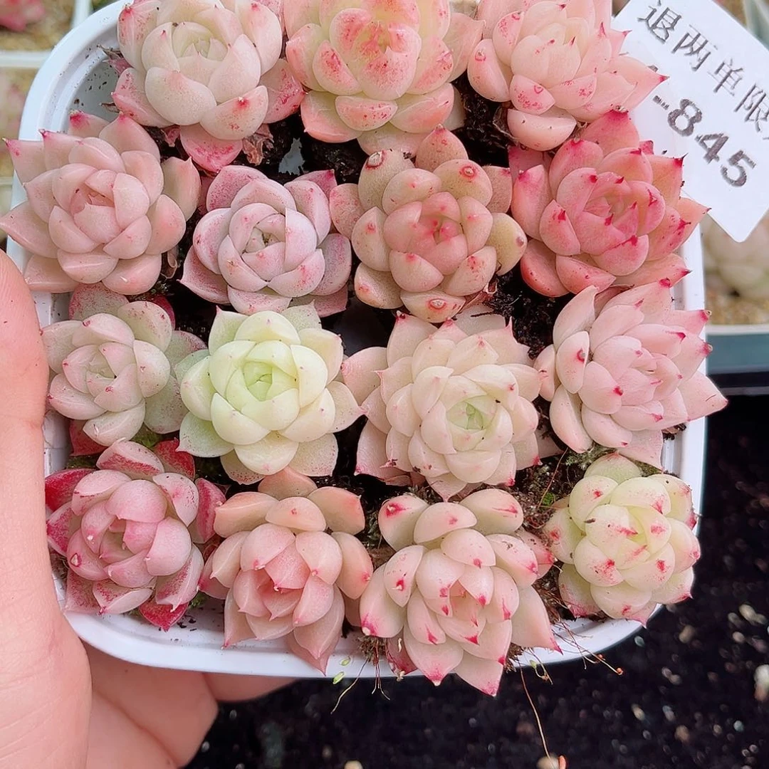 1-845 新疆西藏内蒙不发零度以下拍保温箱不拍不包损