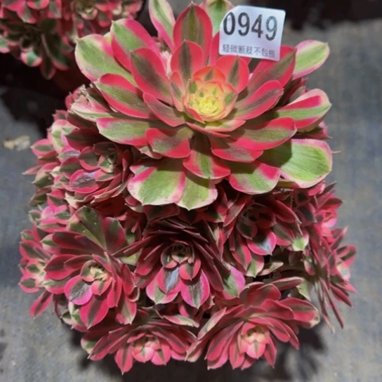 热***食粉女巫094999999999