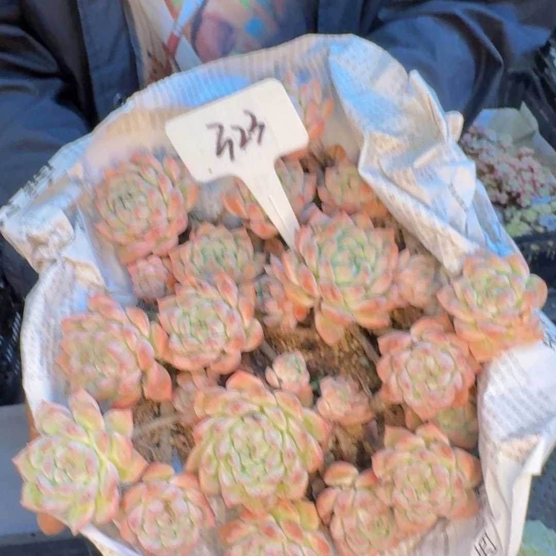 多肉植物的生长发育和生长
