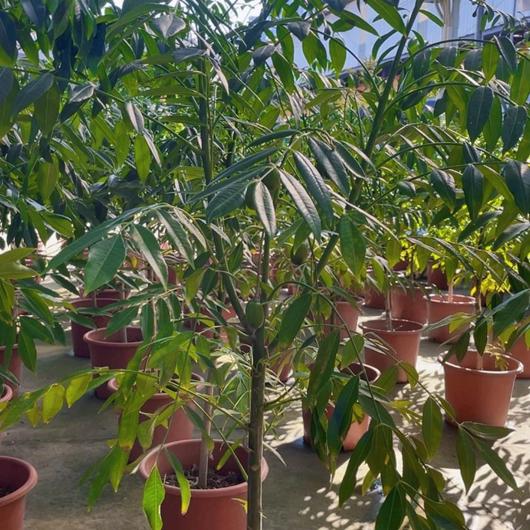 完全开放?**?1111111111