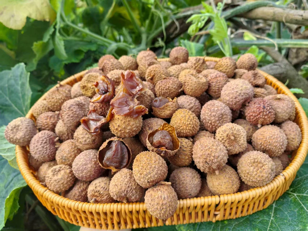 （新店福利）25年新货广东高州桂味荔枝干当季农家特产核小肉厚软糯