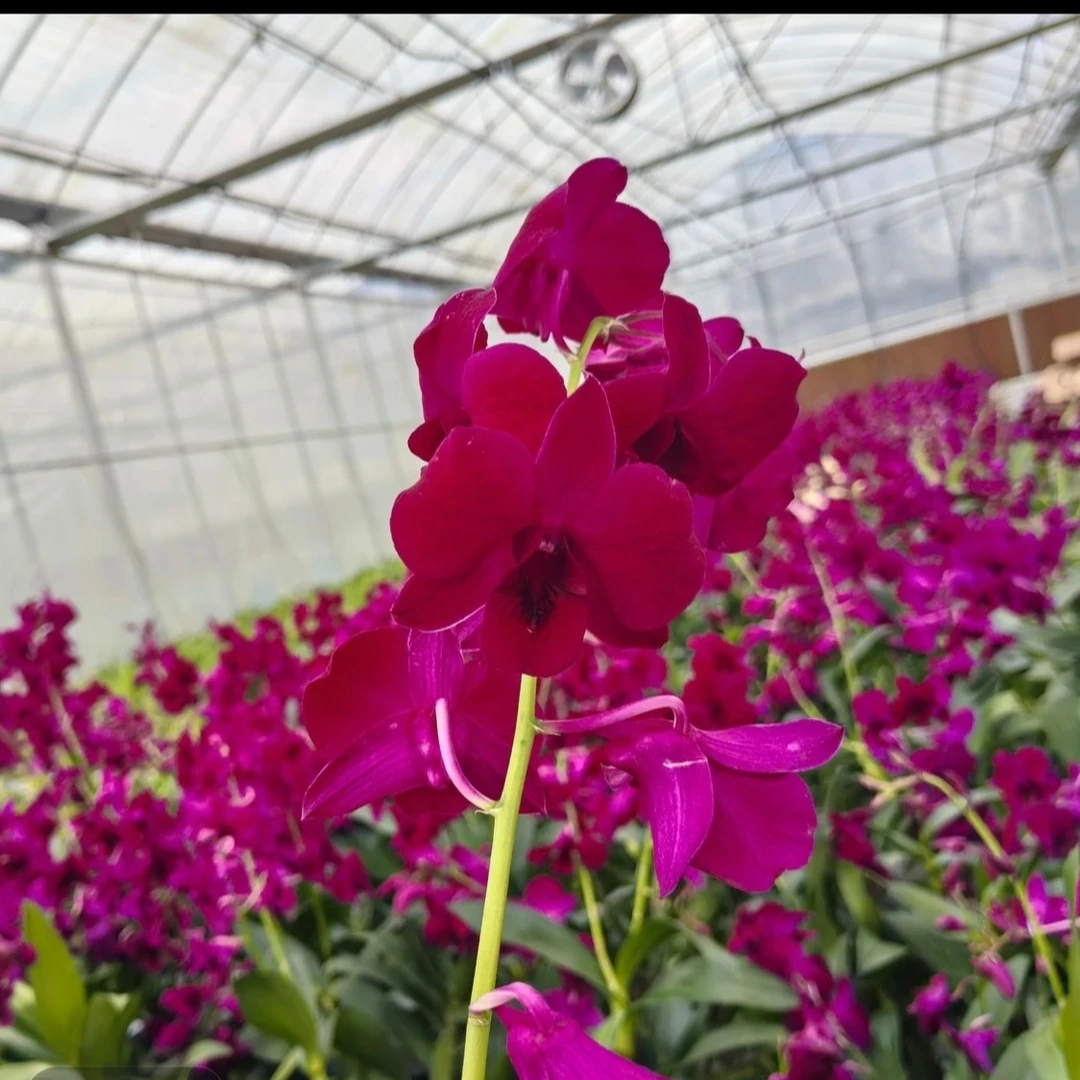 黑猫秋石斛 （傣妹与花）花期长适合盆栽 可室内室外养殖