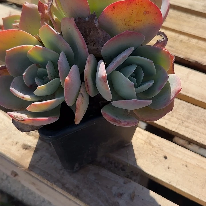 .****3375正宫红血凤脱土发货不退不换