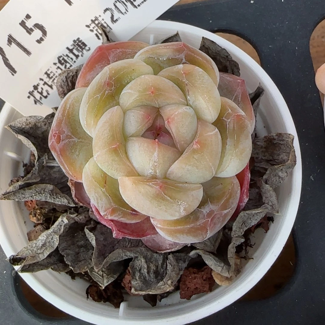 花语逸镜0129-715