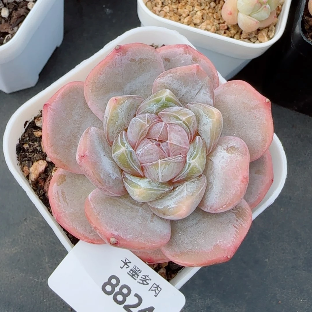 红皇后，8824多肉植物