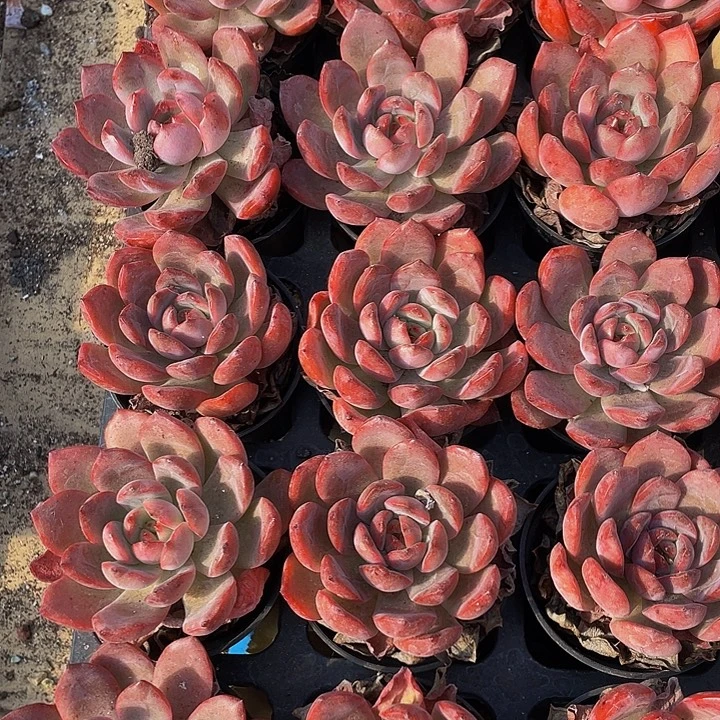 格林2.8带盆土发货